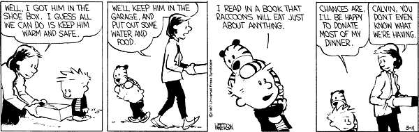 Calvin und Hobbes - Comicstrip mit einem Waschbären